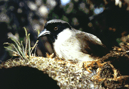 alternativní popis obrázku chybí