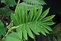 List Melianthus major