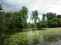 Porosty stulíku žlutého na vodní hladině