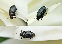 alternativní popis obrázku chybí