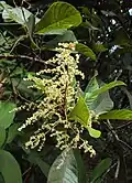Meliosma simplicifolia (čeleď sabiovité)