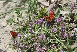 Porost mateřídoušky v trávě, na květech mnoho motýlů