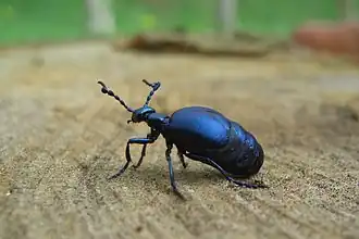 alternativní popis obrázku chybí