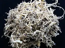 Fotografie bílého kulovitého kořenového systému rajčete, na němž jsou patrné hlízkovité struktury vytvořené háďátky rodu Meloidogyne