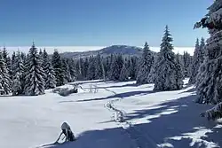 Meluzína v zimě z Macechy