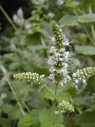 alternativní popis obrázku chybí