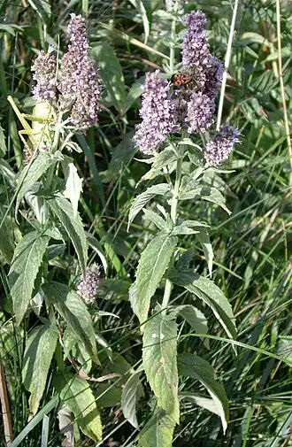 alternativní popis obrázku chybí