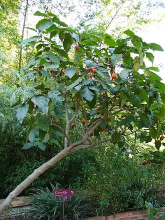 alternativní popis obrázku chybí