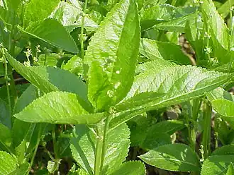 alternativní popis obrázku chybí