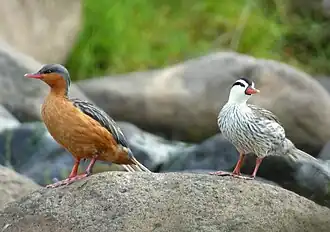 alternativní popis obrázku chybí