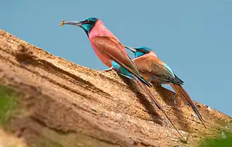 alternativní popis obrázku chybí