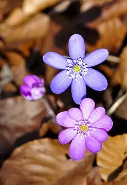 fialový a růžový květ