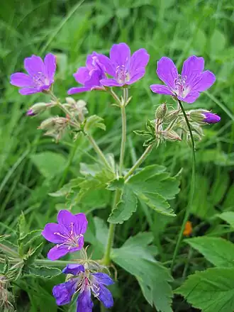 alternativní popis obrázku chybí