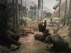 † Ursus arctos nelsoni