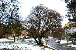 Lípa v Okružní ulici