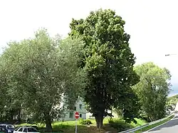 Lípa v Potoční ulici