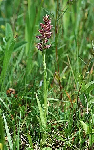 alternativní popis obrázku chybí