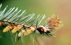 Samčí (vlevo) a samičí (vpravo) šištice na větvičce douglasky tisolisté