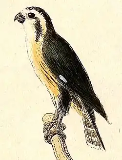 Heinrich von Kittlitz, 1832