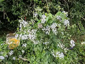 popis obrázku chybí