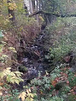 Mikulášovický potok na hranici Mikulášovic a Vilémova