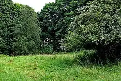 Stará jabloň v osadě