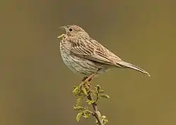 alternativní popis obrázku chybí