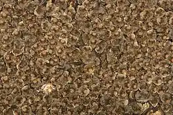 Záběr na velkou kolonii létavců stěhovavých