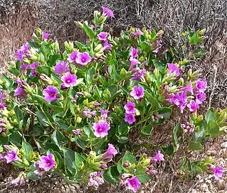 alternativní popis obrázku chybí