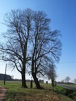 Mirošov - lípy U křížku