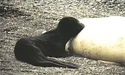 Černé mládě při sání mléka ze světle zbarvené samice