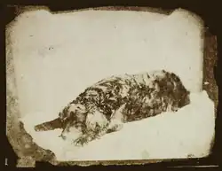 Nicholas Henneman: Pes spisovatelky Mary Russell Mitfordové, 1847