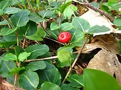 Dvojbobule mičely plazivé