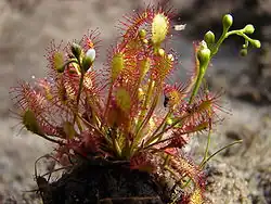 Drosera intermedia[14]