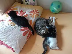 Mládě kočky domácí, které je staré asi 2 měsíce