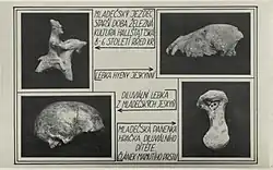 Pohlednice s montáží čtyř fotografií archeologických nálezů. Vlevo nahoře soška jezdce na koni, doplněná nápisem „Mladečský jezdec starší doba železná kultura halštattská 8–6 století rřed Kr.“ (s překlepem ve slově „před“). Vpravo nahoře zvířecí lebka doplněná nápisem „lebka hyeny jeskynní“. Vlevo dole lidská lebka doplněná nápisem „diluviální lebka z mladečských jeskyň“. Vpravo dole kost se stopami rytí, doplněná nápisem „Mladečská panenka hračka diluviálního dítěte. Článek mamutího prstu“