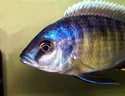 Iridescentní zbarvení u ryb