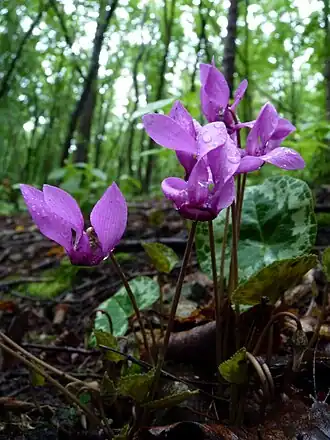 brambořík nachový (Cyclamen purpurascens)