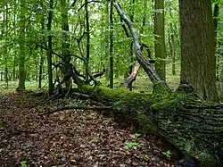 Padlý kmen dubu ponechaný přirozenému rozpadu