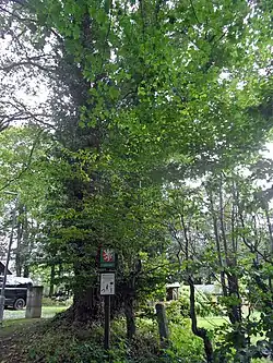 Památný strom mnichovský klen