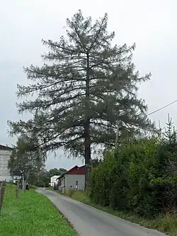 Památný strom mnichovský modřín