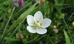 Tolije bahenní (Parnassia palustris)
