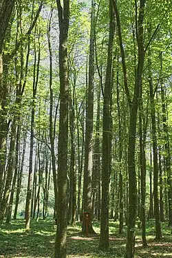 Kmen stromu s cedulí vymezující jeho ochranu