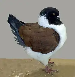 Bronzový modena v pštrosí kresbě