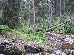 Modrý potok zhruba uprostřed toku