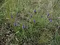 Rozrazil klasnatý (Veronica spicata)