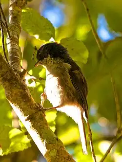 alternativní popis obrázku chybí