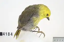 Fotografie vycpaného pištce