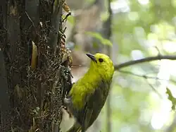 Fotografie pištce na kmeni stromu
