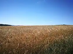 Mohylové pohřebiště (Starý Plzenec) 01.jpg